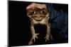 Biologist Holding a Giant Marine Toad-W. Perry Conway-Mounted Photographic Print