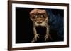 Biologist Holding a Giant Marine Toad-W. Perry Conway-Framed Photographic Print