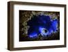 Bioluminescent Sea-fireflies producing a bright blue light. Tomonoura, Inland Sea, Japan-Solvin Zankl-Framed Photographic Print