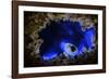 Bioluminescent Sea-fireflies producing a bright blue light. Tomonoura, Inland Sea, Japan-Solvin Zankl-Framed Photographic Print