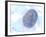 Biometric Fingerprint Scan, Artwork-PASIEKA-Framed Photographic Print