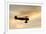 Biplane fly-by at Madras Airshow, Oregon.-William Sutton-Framed Photographic Print