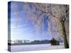 Birch and Hut, Frost Covered Birch Tree and Hut in Winter-null-Stretched Canvas