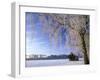 Birch and Hut, Frost Covered Birch Tree and Hut in Winter-null-Framed Photographic Print