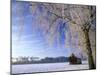 Birch and Hut, Frost Covered Birch Tree and Hut in Winter-null-Mounted Photographic Print