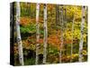 Birch and Maple Trees in Autumn-Darrell Gulin-Stretched Canvas