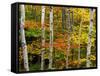 Birch and Maple Trees in Autumn-Darrell Gulin-Framed Stretched Canvas