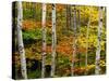 Birch and Maple Trees in Autumn-Darrell Gulin-Stretched Canvas