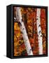 Birch and Maple Trees in Autumn-Darrell Gulin-Framed Stretched Canvas