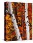 Birch and Maple Trees in Autumn-Darrell Gulin-Stretched Canvas