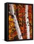 Birch and Maple Trees in Autumn-Darrell Gulin-Framed Stretched Canvas