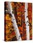 Birch and Maple Trees in Autumn-Darrell Gulin-Stretched Canvas
