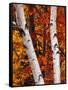 Birch and Maple Trees in Autumn-Darrell Gulin-Framed Stretched Canvas