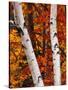 Birch and Maple Trees in Autumn-Darrell Gulin-Stretched Canvas