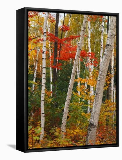 Birch and Maple Trees in Autumn-James Randklev-Framed Stretched Canvas