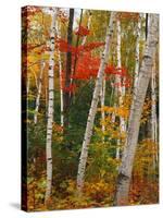 Birch and Maple Trees in Autumn-James Randklev-Stretched Canvas