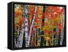 Birch and Maple Trees in Autumn-James Randklev-Framed Stretched Canvas