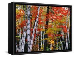 Birch and Maple Trees in Autumn-James Randklev-Framed Stretched Canvas