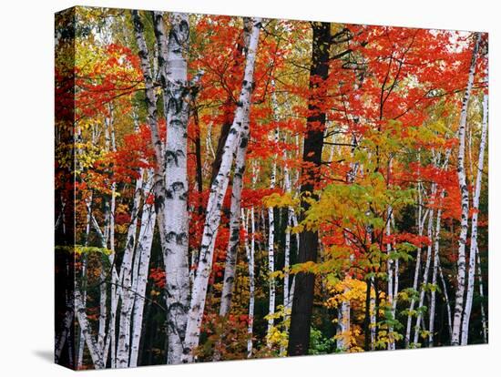 Birch and Maple Trees in Autumn-James Randklev-Stretched Canvas