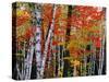 Birch and Maple Trees in Autumn-James Randklev-Stretched Canvas