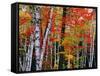 Birch and Maple Trees in Autumn-James Randklev-Framed Stretched Canvas