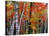 Birch and Maple Trees in Autumn-James Randklev-Stretched Canvas