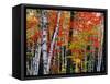 Birch and Maple Trees in Autumn-James Randklev-Framed Stretched Canvas