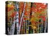 Birch and Maple Trees in Autumn-James Randklev-Stretched Canvas