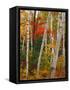 Birch and Maple Trees in Autumn-James Randklev-Framed Stretched Canvas