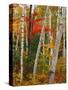 Birch and Maple Trees in Autumn-James Randklev-Stretched Canvas