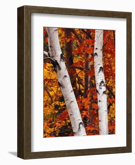 Birch and Maple Trees in Autumn-Darrell Gulin-Framed Photographic Print