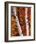 Birch and Maple Trees in Autumn-Darrell Gulin-Framed Photographic Print