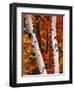 Birch and Maple Trees in Autumn-Darrell Gulin-Framed Photographic Print