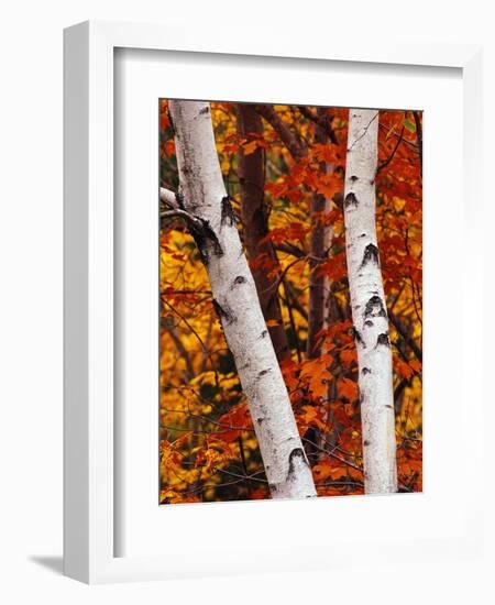 Birch and Maple Trees in Autumn-Darrell Gulin-Framed Photographic Print