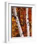 Birch and Maple Trees in Autumn-Darrell Gulin-Framed Photographic Print