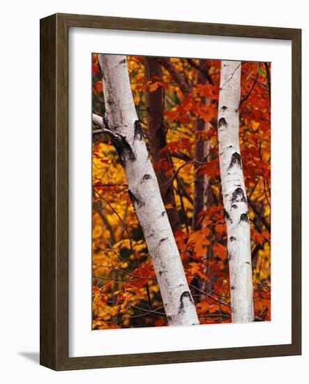 Birch and Maple Trees in Autumn-Darrell Gulin-Framed Photographic Print