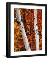 Birch and Maple Trees in Autumn-Darrell Gulin-Framed Photographic Print