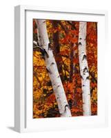 Birch and Maple Trees in Autumn-Darrell Gulin-Framed Photographic Print