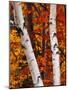 Birch and Maple Trees in Autumn-Darrell Gulin-Mounted Photographic Print