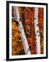 Birch and Maple Trees in Autumn-Darrell Gulin-Framed Photographic Print