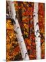 Birch and Maple Trees in Autumn-Darrell Gulin-Mounted Photographic Print