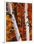 Birch and Maple Trees in Autumn-Darrell Gulin-Framed Photographic Print