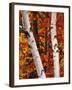 Birch and Maple Trees in Autumn-Darrell Gulin-Framed Photographic Print