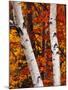 Birch and Maple Trees in Autumn-Darrell Gulin-Mounted Photographic Print