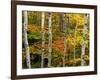 Birch and Maple Trees in Autumn-Darrell Gulin-Framed Photographic Print