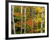 Birch and Maple Trees in Autumn-Darrell Gulin-Framed Photographic Print