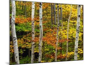 Birch and Maple Trees in Autumn-Darrell Gulin-Mounted Photographic Print