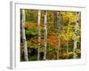 Birch and Maple Trees in Autumn-Darrell Gulin-Framed Photographic Print