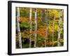 Birch and Maple Trees in Autumn-Darrell Gulin-Framed Photographic Print