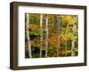 Birch and Maple Trees in Autumn-Darrell Gulin-Framed Photographic Print